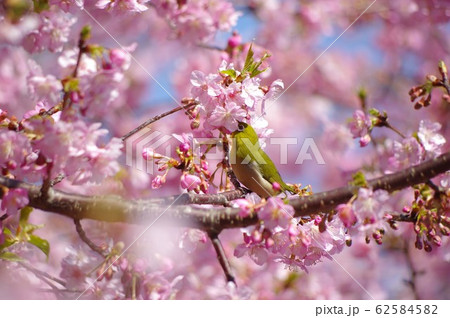 河津桜とメジロ　河津桜　メジロ　桜　さくら 62584582
