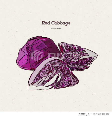 red cabbage, hand draw sketch vector. 62584610