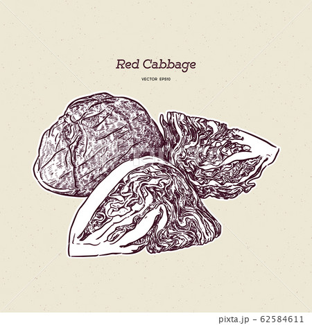 red cabbage, hand draw sketch vector. 62584611
