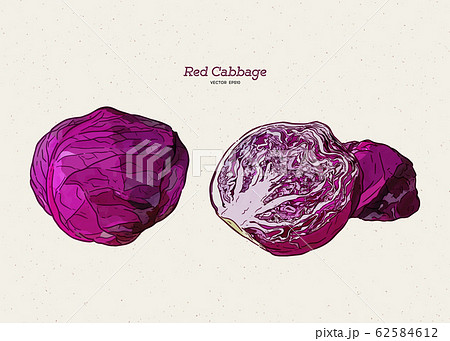 red cabbage, hand draw sketch vector. 62584612