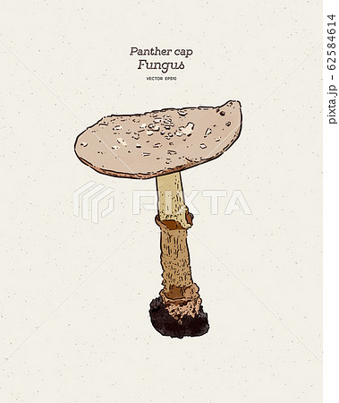 Panther Cap, is a species of fungus. Hand draw 62584614