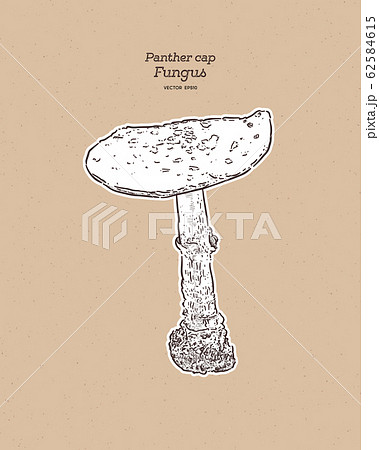 Panther Cap, is a species of fungus. Hand draw 62584615