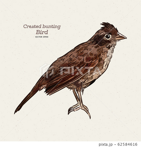 The crested bunting (Emberiza lathami) is a 62584616
