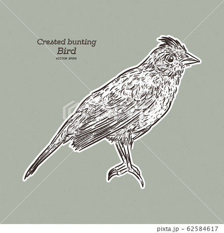 The crested bunting (Emberiza lathami) is a 62584617