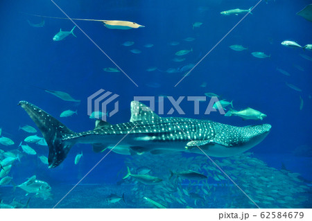 【美ら海水族館】 沖縄県国頭郡本部町石川424番地 62584679