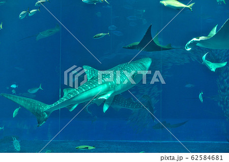 【美ら海水族館】 沖縄県国頭郡本部町石川424番地 62584681