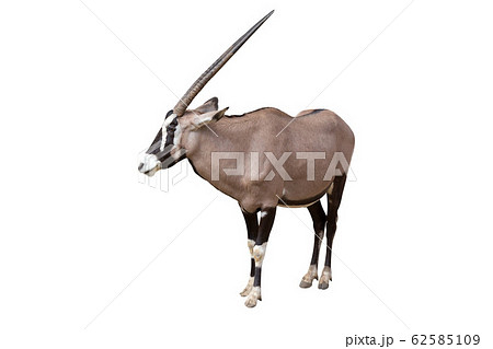 Gemsbok (Oryx gazella) isolated on White Gemsbok (Oryx gazella) isolated on White 62585109