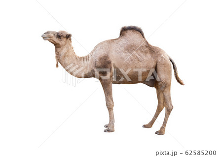 dromedary or arabian camel isolated on whiteの写真素材 [62585200