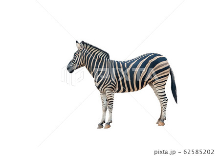 Young beautiful zebra isolated on white 62585202