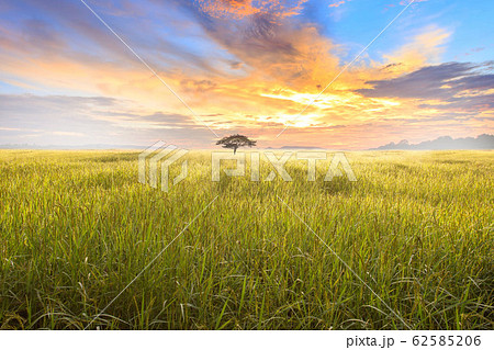Rice field and sky background at sunset time with 62585206