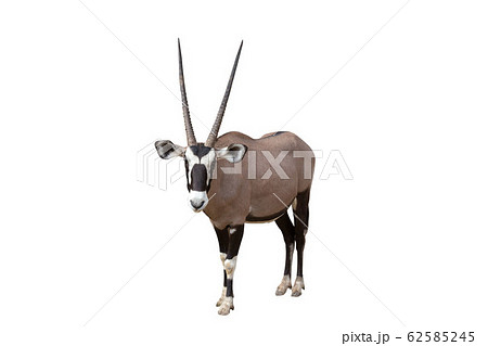 Gemsbok (Oryx gazella) isolated on White Gemsbok (Oryx gazella) isolated on White 62585245