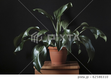 Ornamental eucharis houseplant with green leaves 62586310