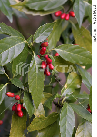 アオキの赤い実（青木） 62586623