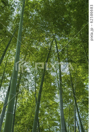 勢いよく成長するの竹林/モウソウチク 勢いよく成長するの竹林/モウソウチク 62586683