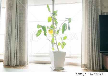 窓際の観葉植物の写真素材