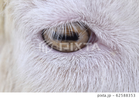 山羊の目の写真素材 山羊の目の写真素材