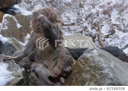 お風呂上がりの猿 62588508