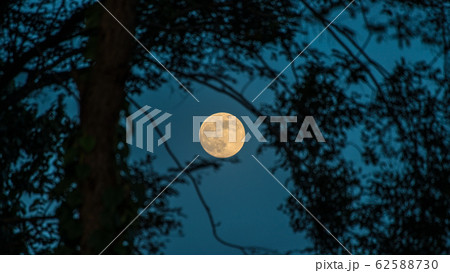 The mystery full moon in the dark sky look through bush forest. 62588730