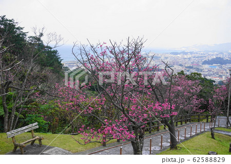 名護城跡公園の桜 62588829