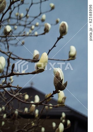 つぼみを膨らませるハクモクレンの花の写真素材