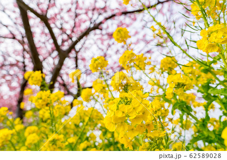 菜の花 62589028