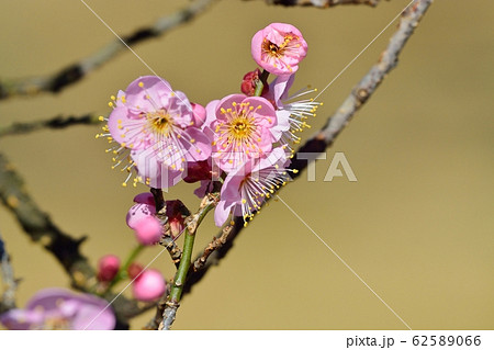 梅の花(N) 道知辺 梅の花(N) 道知辺 62589066