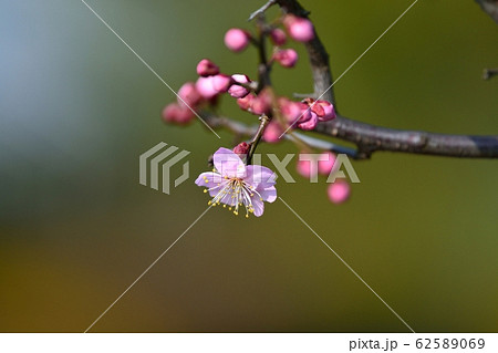梅の花（N） 道知辺 62589069