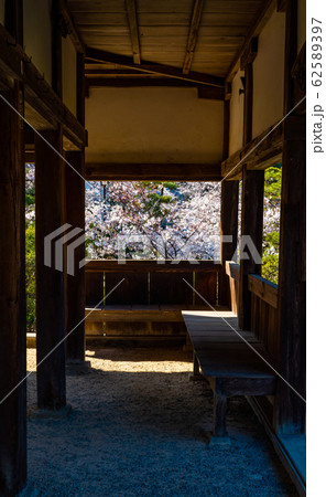 錦雲閣から見る桜 62589397