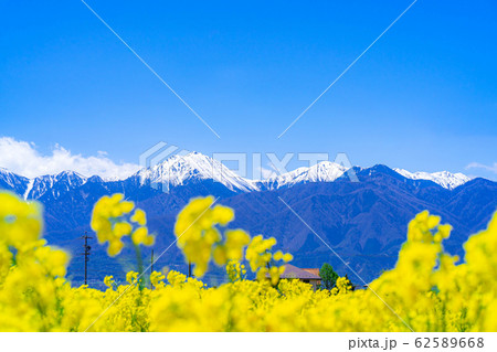 北アルプスと菜の花と青空　【長野県】 62589668