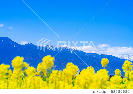 北アルプスと菜の花と青空 【長野県】 北アルプスと菜の花と青空 【長野県】 62589686