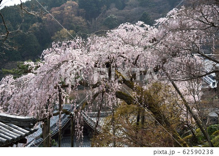 京都:春の善峯寺 枝垂れ桜 京都:春の善峯寺 枝垂れ桜 62590238