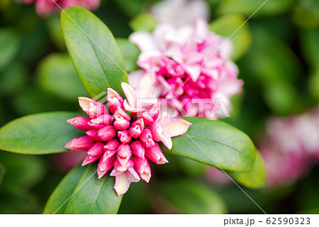 沈丁花の花 沈丁花の花 62590323