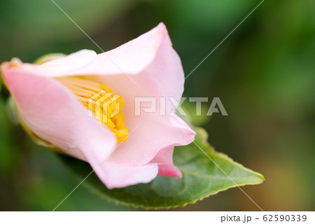 椿(以津の夢)の花 椿(以津の夢)の花 62590339