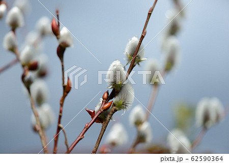 雨上がりの猫柳 62590364