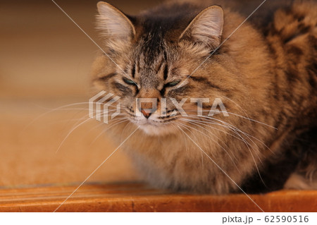 ネコの顔アップ 62590516