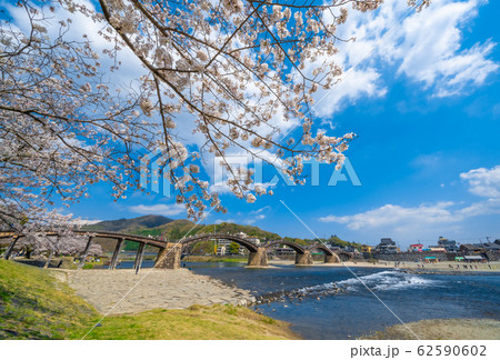 桜と錦帯橋 62590602