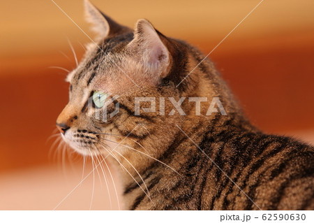 ネコの顔アップ ネコの顔アップ 62590630