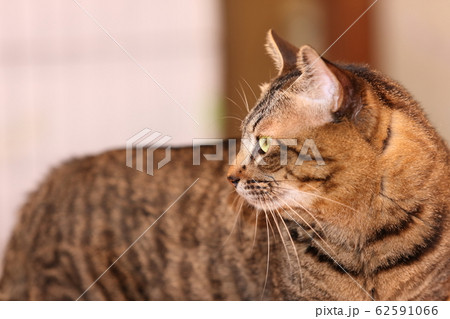 飼い猫 飼い猫 62591066