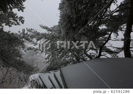 北朝鮮産 冬の木 雪景色 62591286