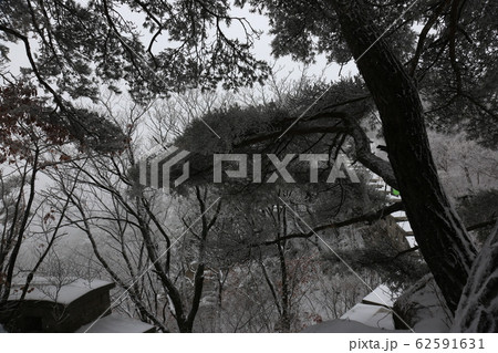 北朝鮮産 雪景色 冬 62591631