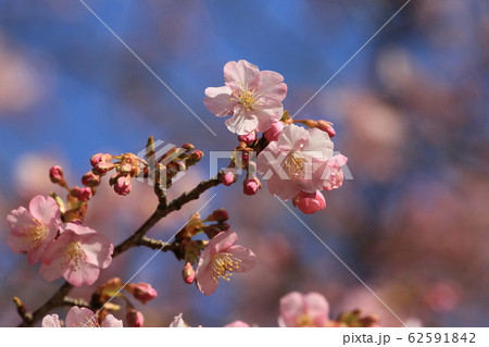 河津桜 河津桜 62591842