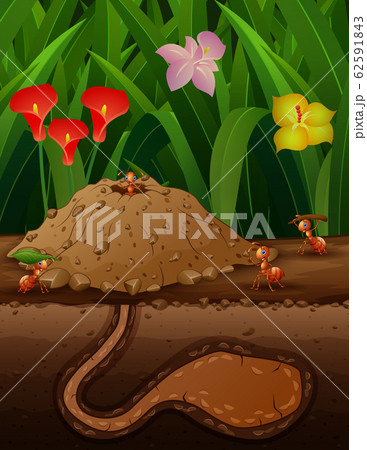 A group of working ants in the ground A group of working ants in the ground 62591843