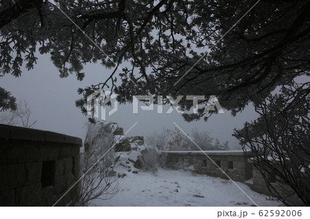 北朝鮮産 松 冬の木 62592006
