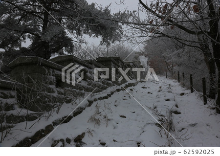 北朝鮮産 松 冬の木 62592025