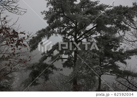 北朝鮮産 松 冬の木 62592034