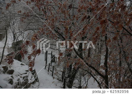 北朝鮮産 松 冬の木 62592056