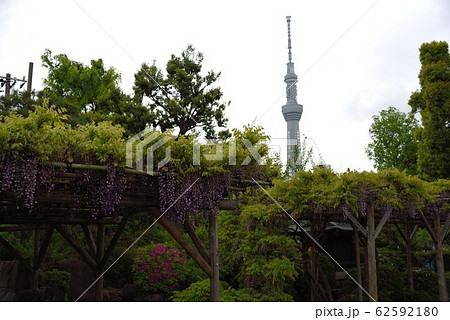 東京:亀戸天神社 藤棚とスカイツリー 東京:亀戸天神社 藤棚とスカイツリー 62592180