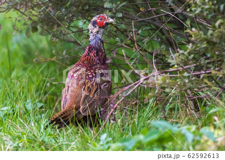 Common pheasant (Fasianus colchicus) 62592613