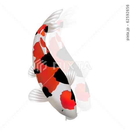 錦鯉の絵 楽天市場】錦鯉（アート・美術品・骨董品・民芸品｜ホビー）の通販