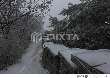 冬の木 雪景色 松 62592854